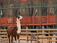 -鄂尔多斯野生动物园