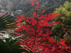-百林公园-两江幸福广场