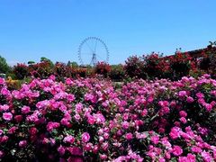 -石家庄市植物园