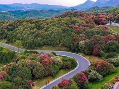 -贵州百里杜鹃风景名胜区