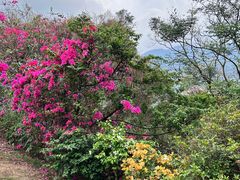 -深圳仙湖植物园