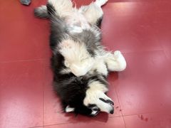 -和它·交个朋友·狗咖猫咖(爱琴海店)