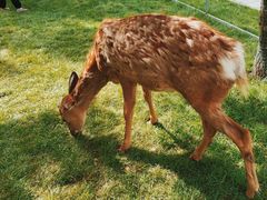 -北京鹿世界主题园