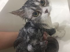 -猫大福·Fortune Cat猫舍(百子湾店)