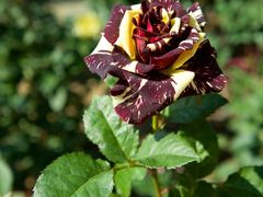 -人民公园(罗湖区)