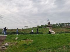 -大塘金香草谷