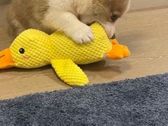 -翊宠yipet猫狗购宠庄园犬舍•猫舍