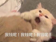 -绝城芋儿鸡(犀浦旗舰店)