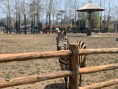 -大连森林动物园