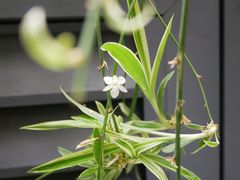 -老味道(田子坊店)