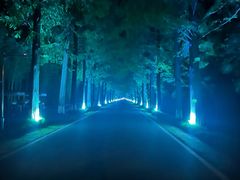 -黄海国家森林公园