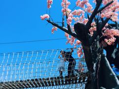 -天适樱花悠乐园