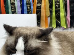 -青奢宠物·青奢猫舍