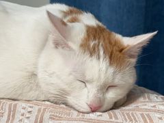 -纳吉亚猫专科动物诊疗中心(蒋宅口分院)