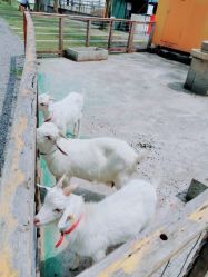 -前小桔亲子创意农场·草莓采摘·露营烧烤