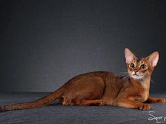 -超宠爱宠物摄影-Super pet