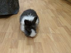 -猫猫幼稚园·撸猫·桌游·电玩