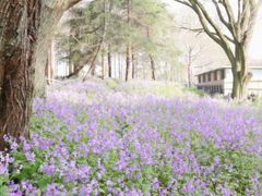 -上海共青森林公园