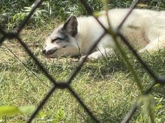 -合肥野生动物园