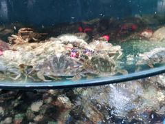 -蓝珊甄选海鲜自助·火锅大排档(近阿那亚店)