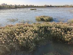 -天津东丽湖风景区
