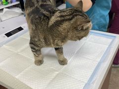 -美联众合动物医院·24h转诊中心