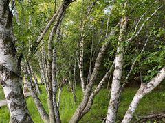 -塞罕坝国家级自然保护区