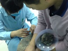 iphone_upload_pic-纳吉亚猫专科动物诊疗中心(蒋宅口分院)