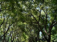 -贡湖湾湿地公园