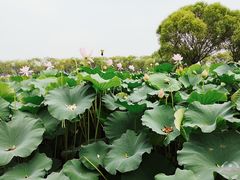 -洪湖生态旅游区