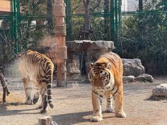 -上海野生动物园老虎餐厅