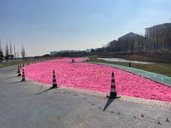 -春花秋色城市公园