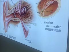 -自然之声助听器·呼吸机(康桥旗舰店)