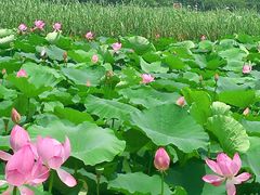 -荷塘月色湿地公园·向阳花洲