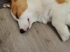 -浣熊柯尔鸭土拨鼠·电玩咖