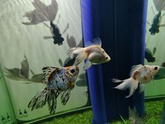 -欢乐海岸海洋奇梦馆