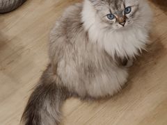 -有喵·猫咖·狗咖·40+猫狗有小奶狗(岗厦店)