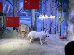 -芜湖新华联大白鲸海洋公园