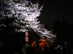 -武汉大学-樱园