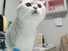 -半岛宠物医院24小时(科华中路店)