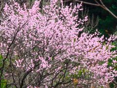 -王顺山国家森林公园