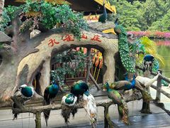 -西双版纳原始森林公园