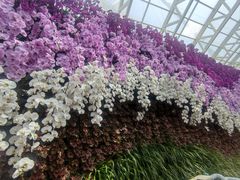 -石家庄市植物园