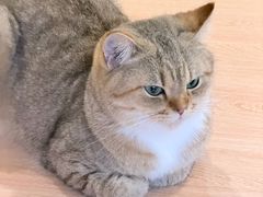 -喵小馆·猫咖狗咖猪咖·饮品店