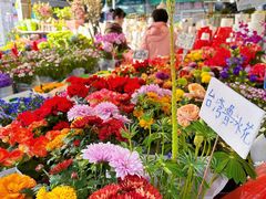 -曲阳花鸟市场(曲阳路店)