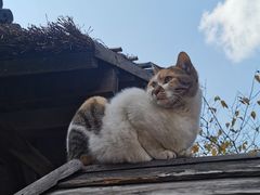 -龙华素斋(龙华路店)