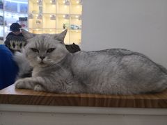 -李小姐の猫咖啡馆(五角场店)