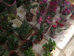 -中环花鸟鱼虫市场