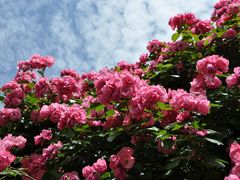 -广富林郊野公园