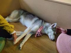 -Husky Go! 哈士奇体验馆·宠物咖啡厅狗咖